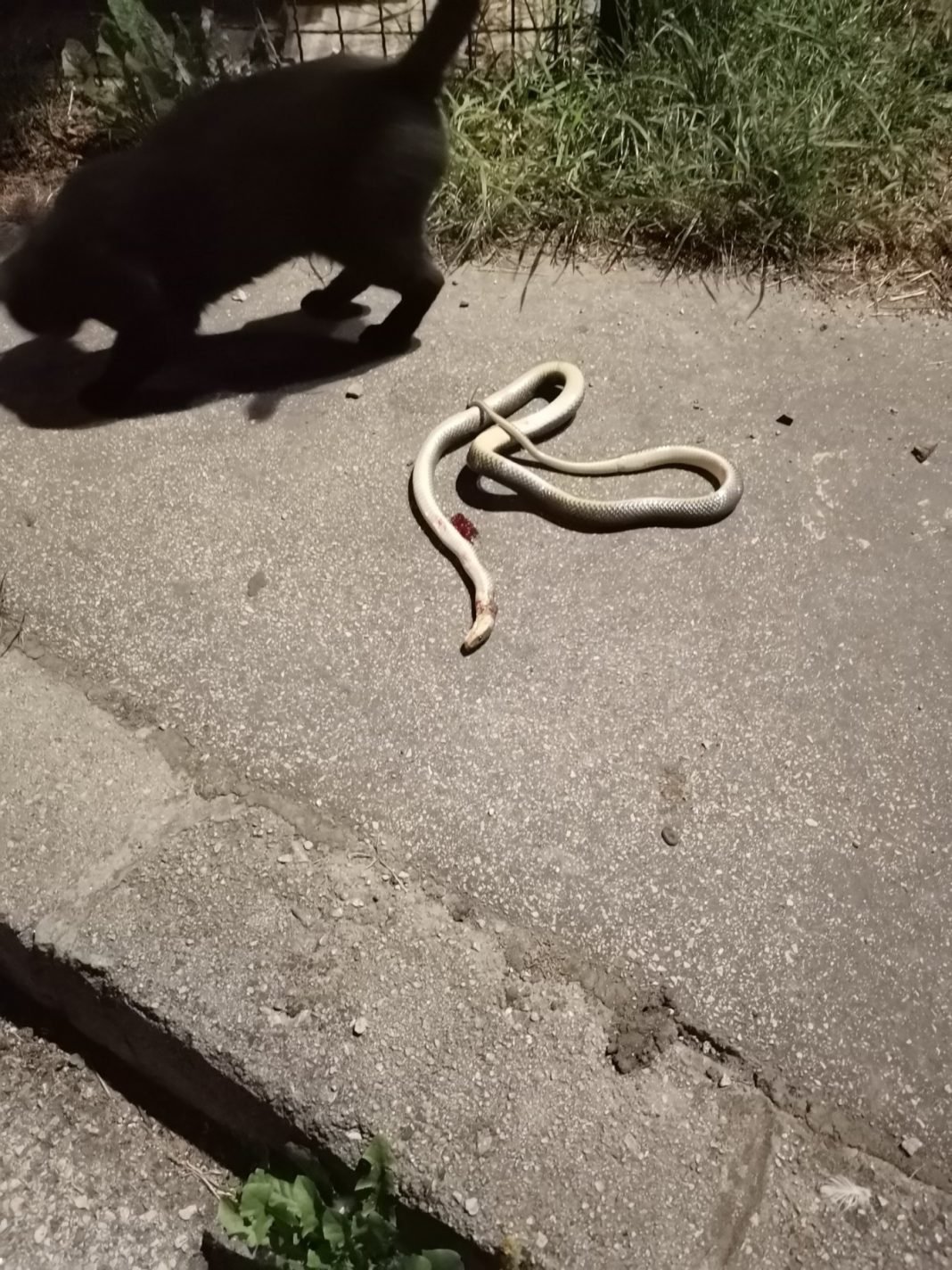 Novi Travnik – U blizini dječijeg igrališta ubijena velika zmija