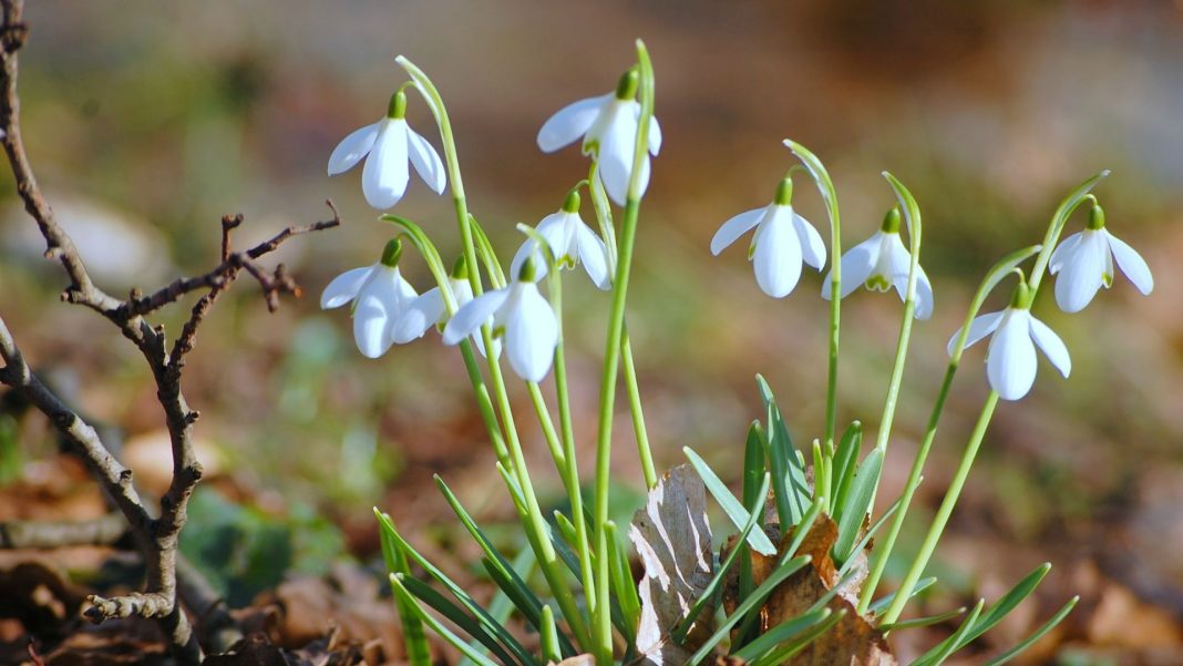 Danas udara prvo džemre, javlja se u tri navrata