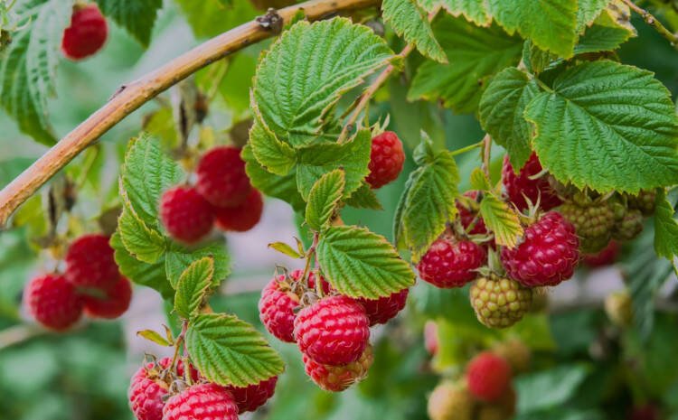 Hladnjača Frozen Berries iz Bugojna vrši potpisivanje ugovora za otkup maline