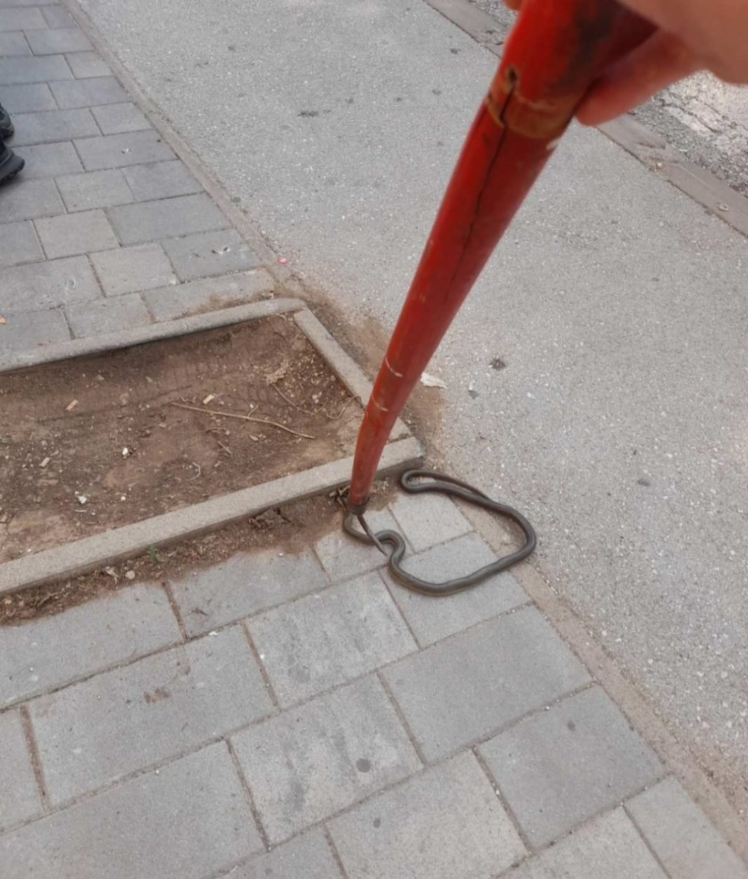 Novotravnički vatrogasci izvukli veliku zmiju iz automobila (FOTO)